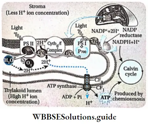 Photosynthesis in higher plants Synthesis ofATP by chemiosmotic hypothesis