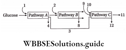 Respiration In Plants the three major biosynthetic pathways in aerobic respiration