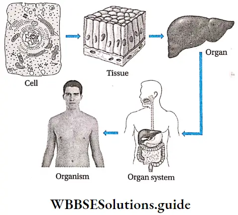 The Living World Body Organisation Multi Celluar Organism