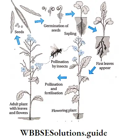 The Living World Life Cycle Of Plant