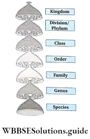 The Living World Taxonomic Hierarchy