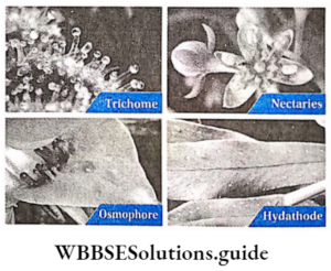 Anatomy Of Flowering Plants Notes - WBBSE Solutions