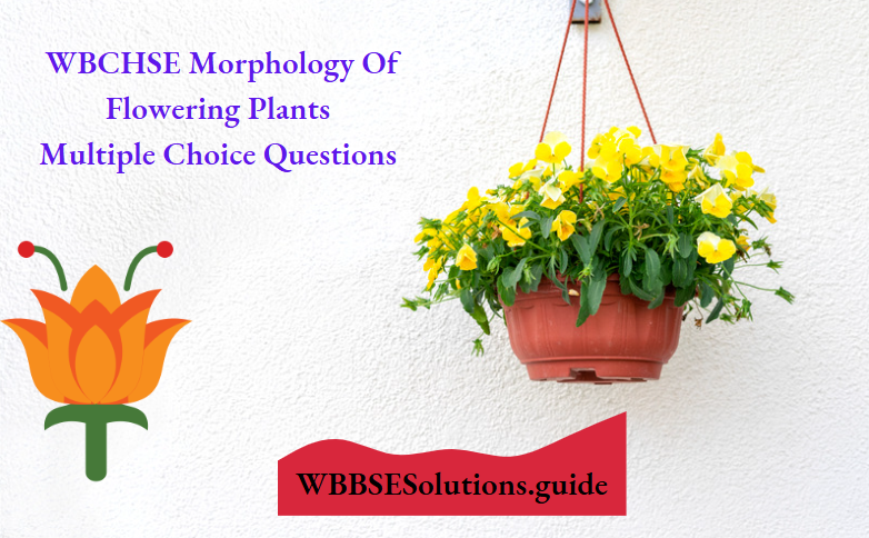 Anatomy Of Flowering Plants Multiple Choice Question And Answers
