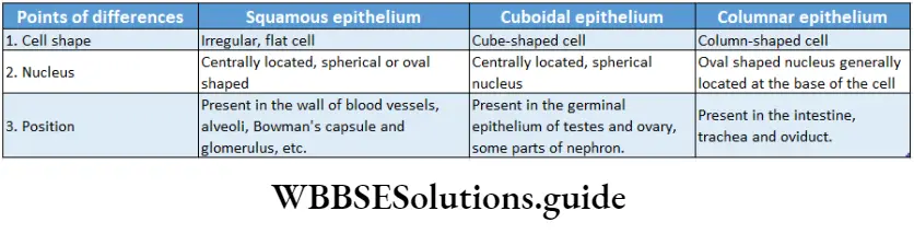 Biology Class 11 Chapter 7 Structural Differences Between Squamous,CUboidal And Columanr Epithelium
