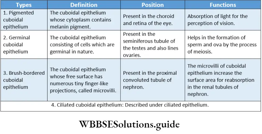 Biology Class 11 Chapter 7 Structural Different Types Of Cuboidal Epithelium-definition,postion And Functions