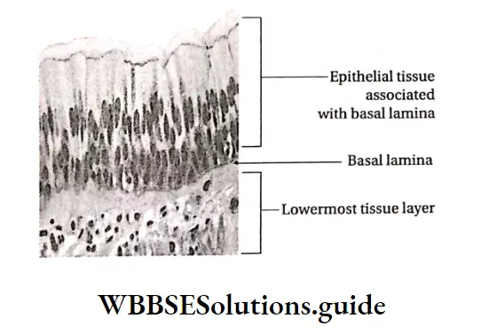Biology Class 11 Chapter 7 Structural Organisation In Animals Basic structure of epithelial tissue