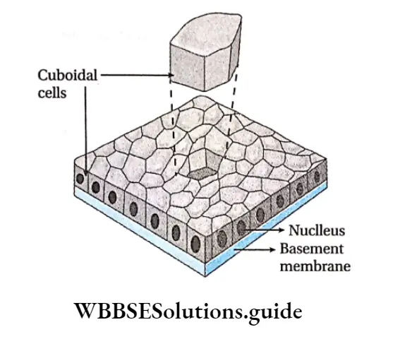 Biology Class 11 Chapter 7 Structural Organisation In Animals Cuboidal epithelial tissue