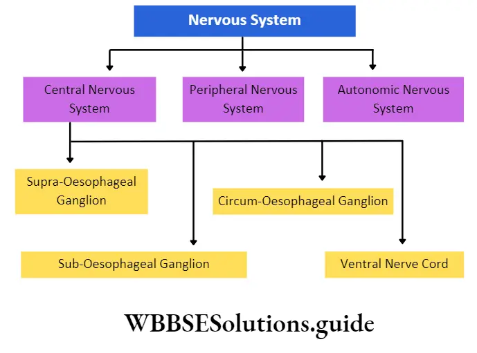 Biology Class 11 Chapter 7 Structural Organisation In Animals Nervous system