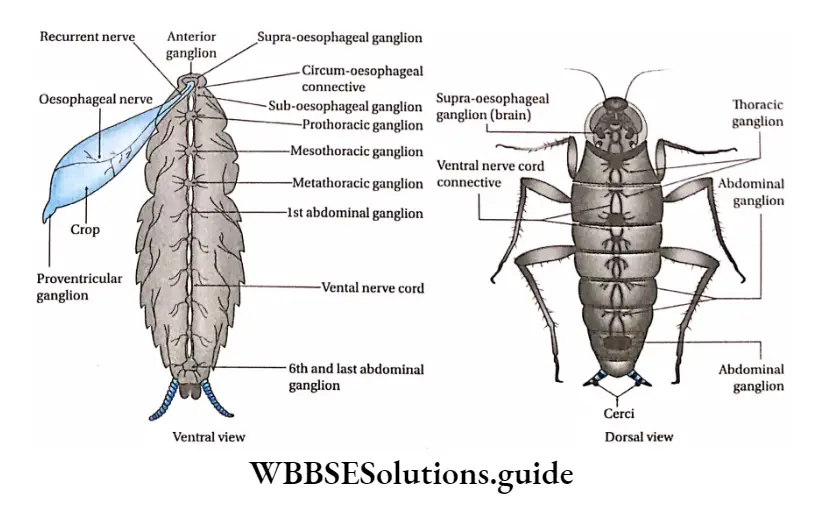 Biology Class 11 Chapter 7 Structural Organisation In Animals Nervous system of cockroach