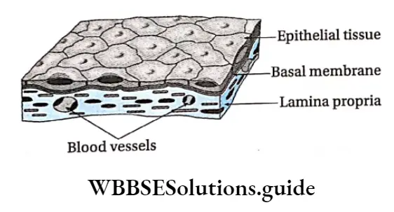 Biology Class 11 Chapter 7 Structural Organisation In Animals Squamous epithelial tissue
