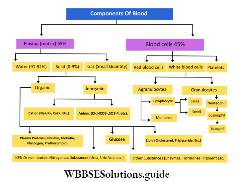 Structural Organization In Animals Notes - WBBSE Solutions