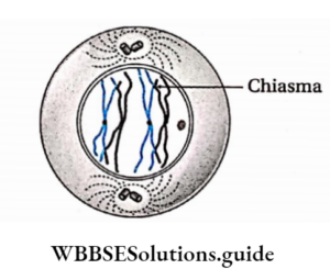 Cell Cycle And Cell Division Notes - WBBSE Solutions