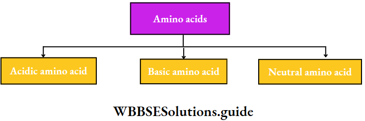 Biology Class 11 Chapter 9 Biomolecules Amino Acids