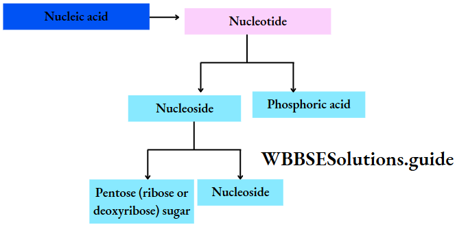 Biology Class 11 Chapter 9 Biomolecules Chemical Composition Of Nucleic Acids