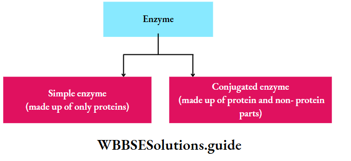 Biology Class 11 Chapter 9 Biomolecules Chemical Nature Of Enzymes
