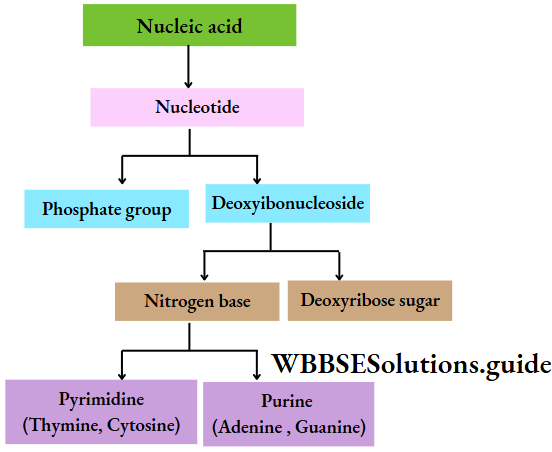 Biology Class 11 Chapter 9 Biomolecules Deoxyribonucleic Acid DNA