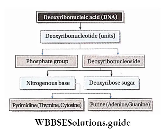 Nucleic Acids - Definition, Examples & Functions - WBBSE Solutions