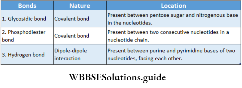 Biology Class 11 Chapter 9 Biomolecules Different Types Of Bonds Present In Nucleic Acids, Their Nature And Location