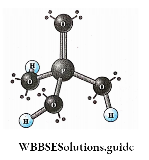Biology Class 11 Chapter 9 Biomolecules Phosphoric Acid