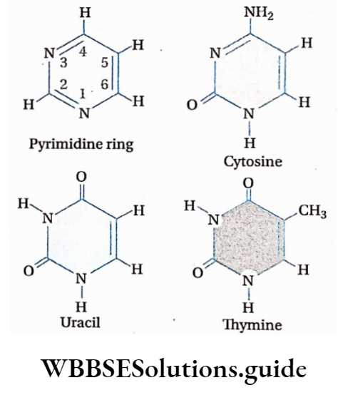 Biology Class 11 Chapter 9 Biomolecules Pyrimidine Nitrogenous Bases
