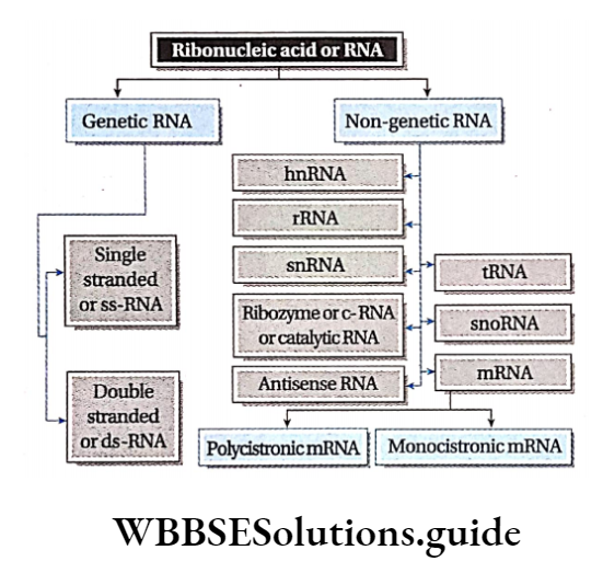 Biology Class 11 Chapter 9 Biomolecules Ribonucleic Acid Or RNA