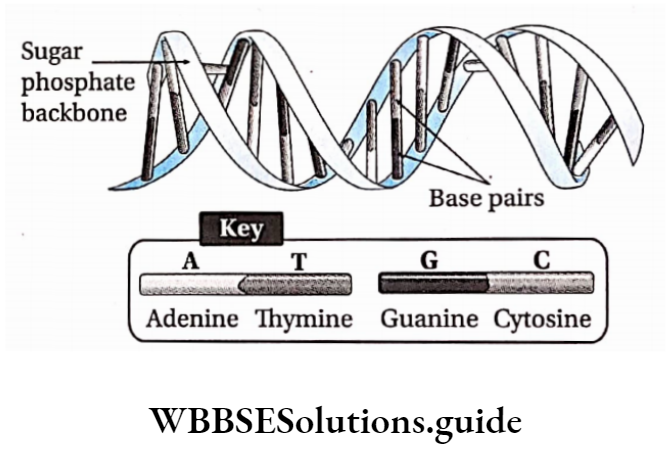 Biology Class 11 Chapter 9 Biomolecules Structure Of DNA