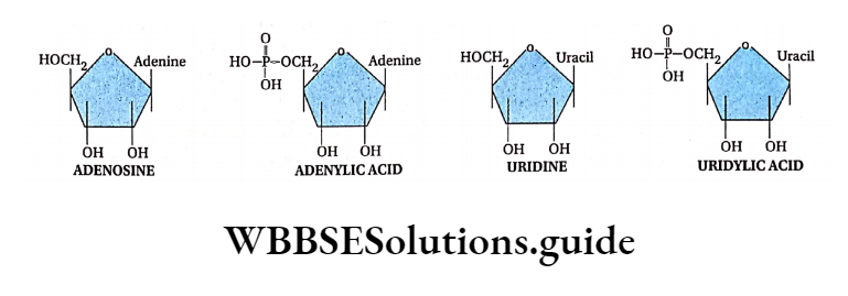 Biology Class 11 Chapter 9 Biomolecules Structures Of Adenosine, Adenylic Acid, Uridine And Uridylic Acid