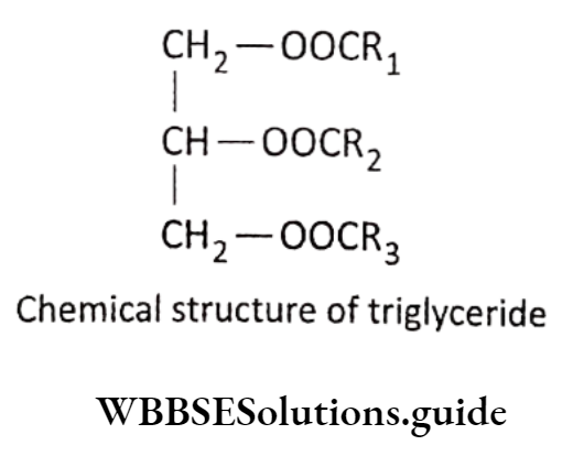 Biology Class 11 Chapter 9 Biomolecules Triacylglycerols And Triglycerides