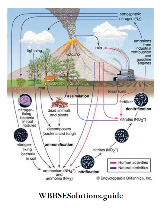 Biology class 11 chapter 12 Mineral Nutrition Nitrogen cycle