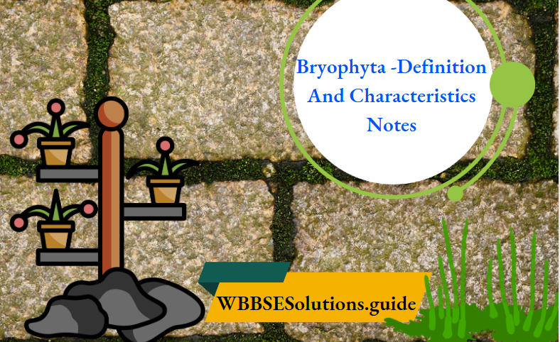 Bryophyta -Definition And Characteristics Notes