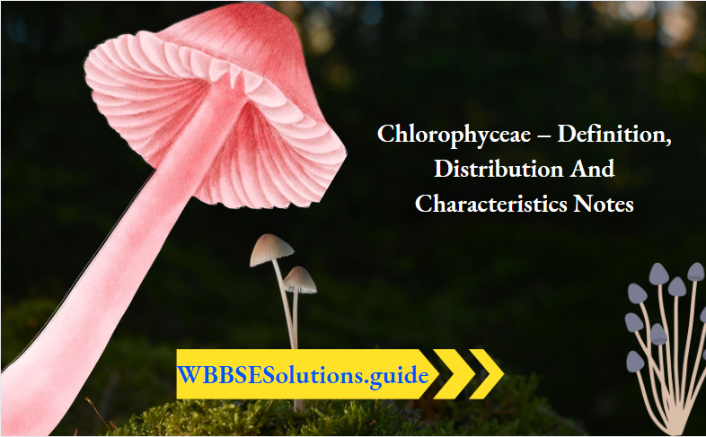 Chlorophyceae – Definition, Distribution And Characteristics Notes