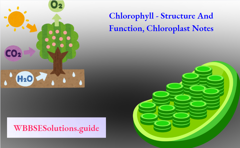 Chlorophyll - Structure And Function, Chloroplast Notes