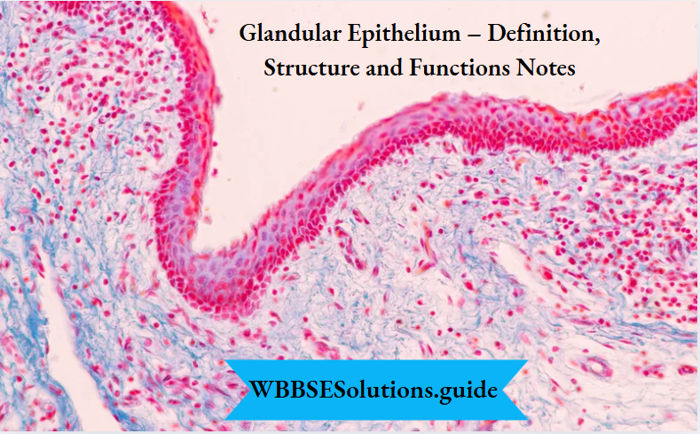 Glandular Epithelium – Definition, Structure and Functions Notes