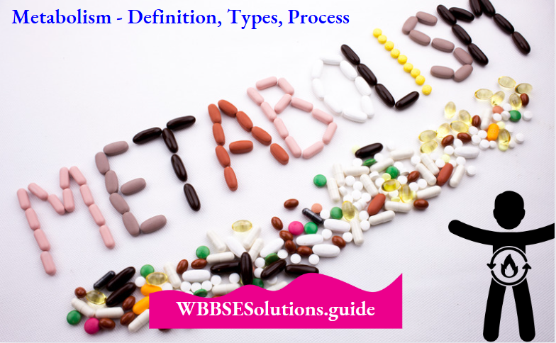 Metabolism - Definition, Types, Process