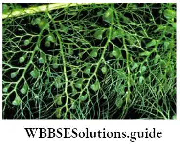 Morphology Of Flowering Plants Bladderwort