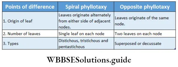 Morphology Of Flowering Plants Differences between spiral and opposite phyllotaxy