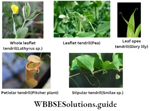 Morphology Of Flowering Plants Different types ofleaftendril