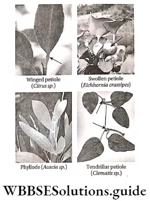 Morphology Of Flowering Plants Modifications ofleafpetiole