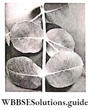 Morphology Of Flowering Plants Sessile leaf