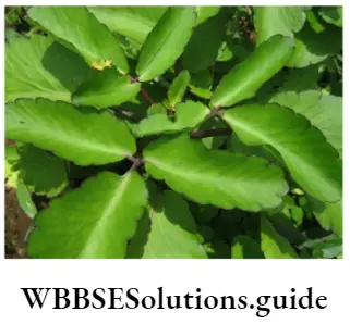 Morphology Of Flowering Plants Succulent leaf (Bryophyllum sp.)