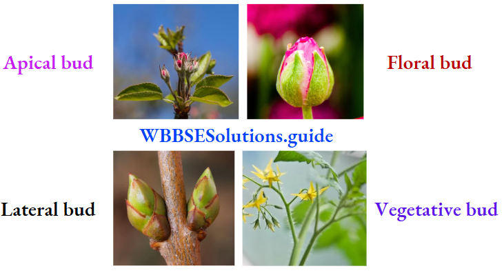 Morphology Of Flowering Plants Types of buds