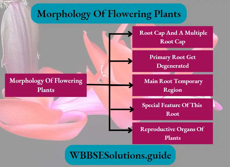 Morphology Of Flowering Plants