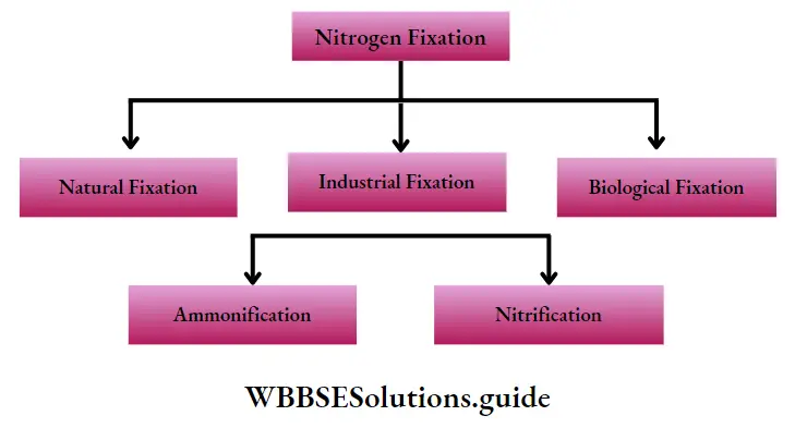 Nitrogen Fixation And Nitrogen Metabolism