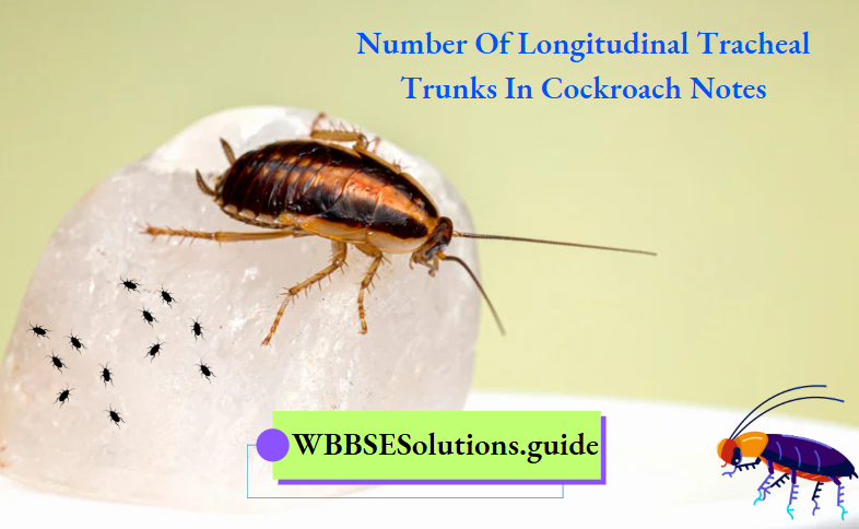 Number Of Longitudinal Tracheal Trunks In Cockroach Notes