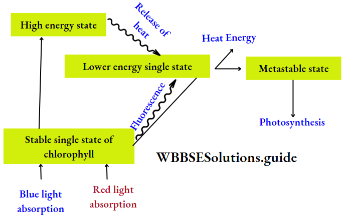 Photosynthesis in higher plants Mechanism ofabsorption ofsolar energy by chlorophyll
