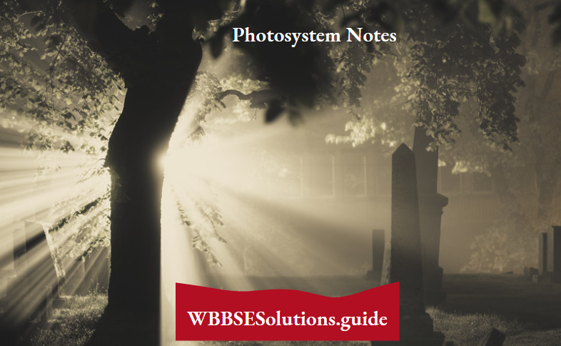 Photosystem Notes