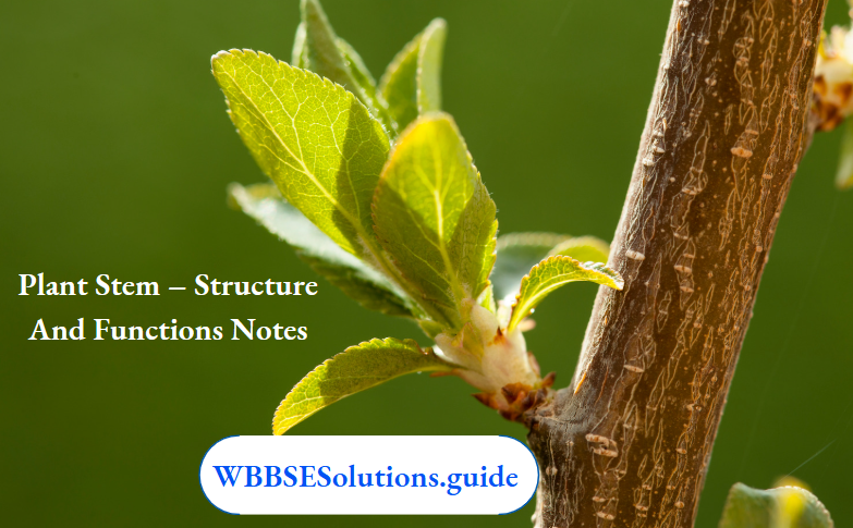 Plant Stem - Structure and Functions Notes - WBBSE Solutions