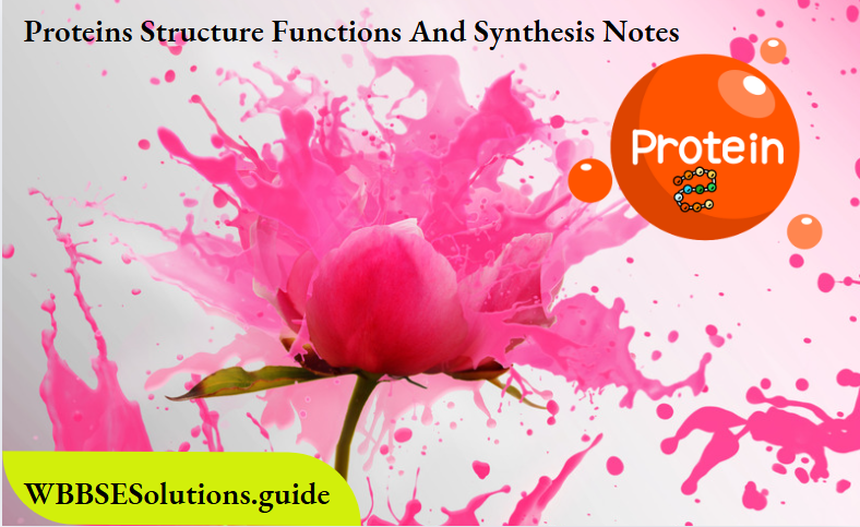 Proteins Structure Functions And Synthesis Notes