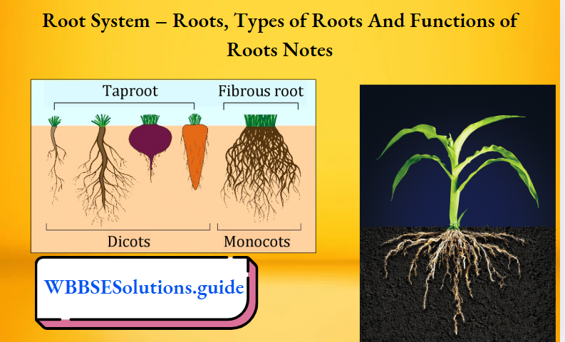 Root System – Roots, Types of Roots And Functions of Roots Notes