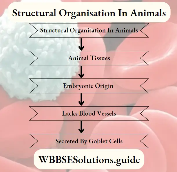 Structural Organisation In Animals